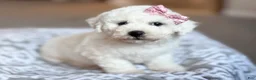 Bichon Frise dogs for sale: Lacey - Ad 2