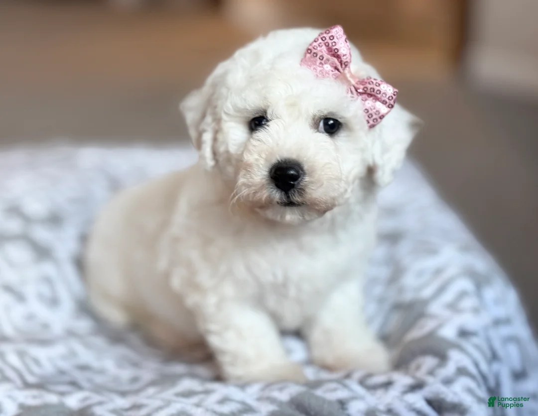 Bichon Frise dogs for sale: Lacey - Ad 2