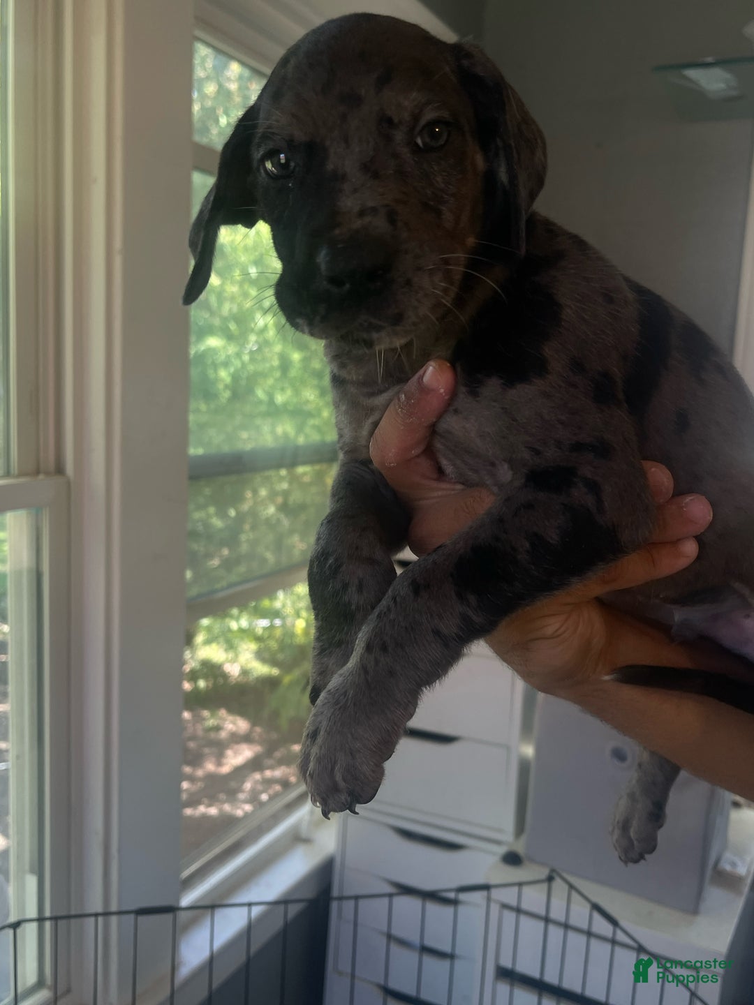 Great Dane dogs for sale: Maximus  - Ad 1