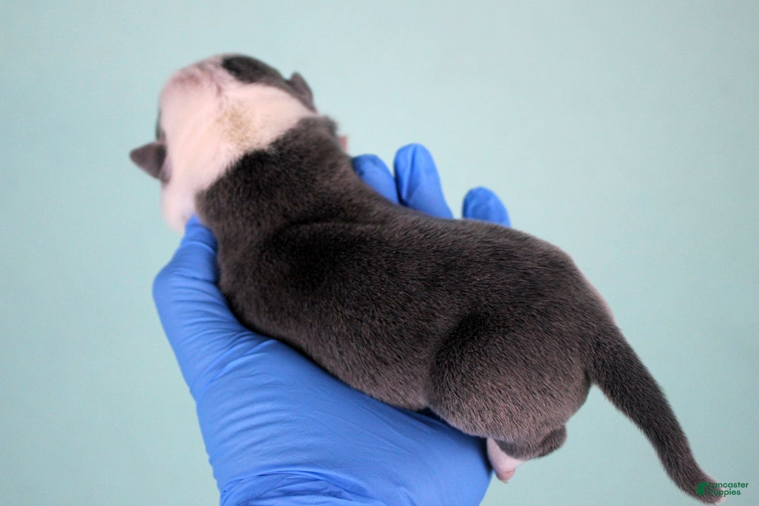 American Bully dogs for sale: White/Blue Male - Ad 3