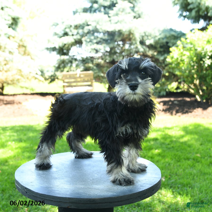Miniature Schnauzer dogs Jack  - Ad 2