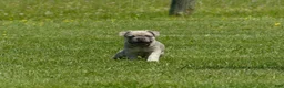 Mixed Breed dogs for sale: Bugz - Ad 5
