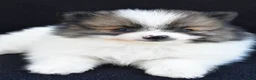 Pomeranian dogs for sale: Ollie - Ad 5