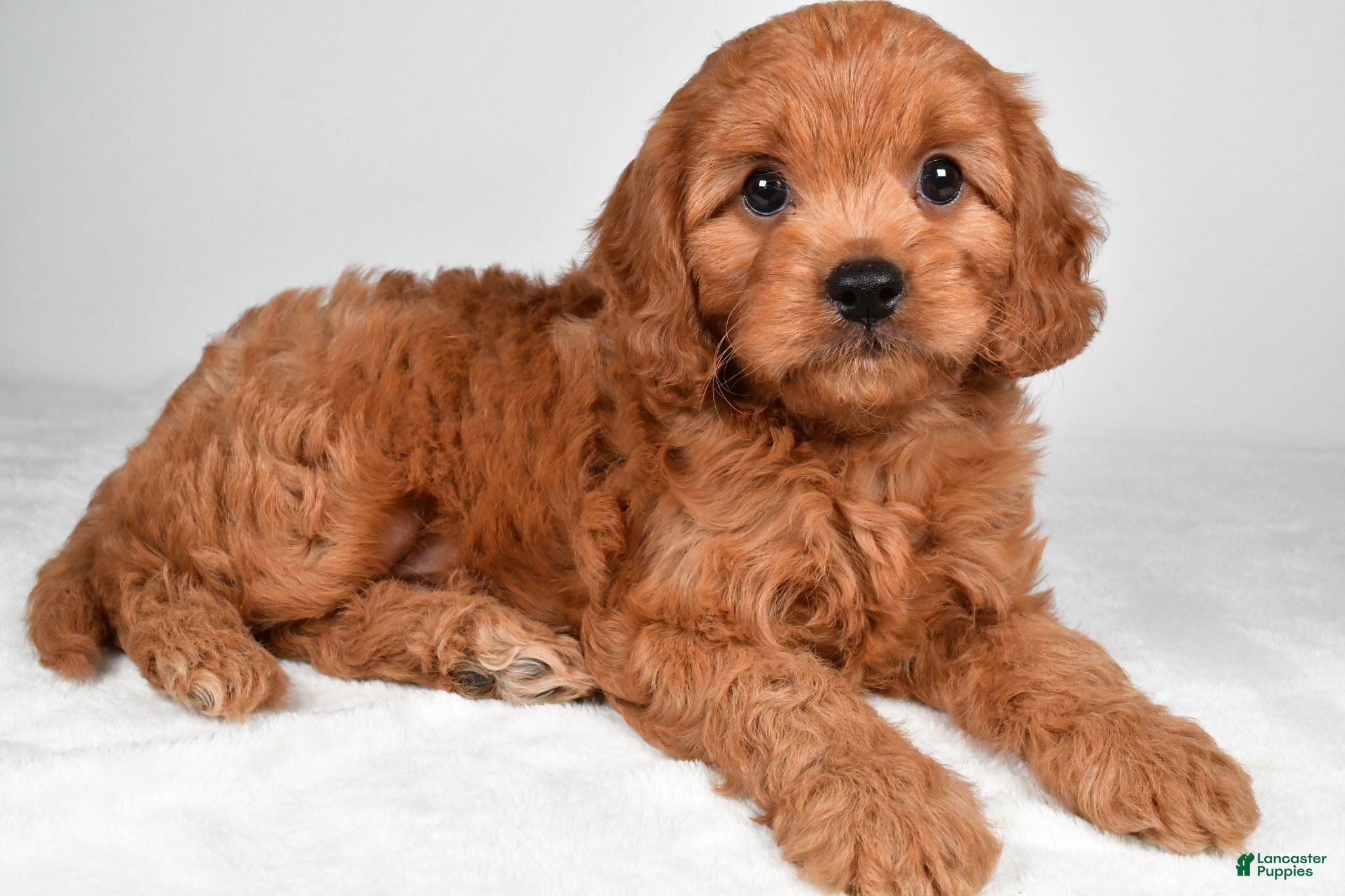 Cavapoo dogs Ethan - Ad 1