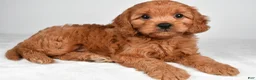 Cavapoo dogs for sale: Ethan - Ad 1