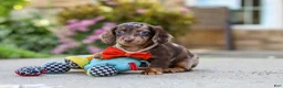 Miniature Dachshund dogs for sale: Benson - Ad 10