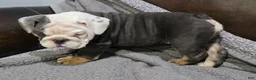 English Bulldog dogs for sale: Marion - Ad 3