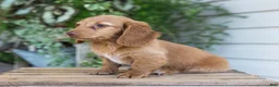 Dachshund dogs for sale: Winnie - Ad 11