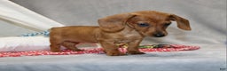 Miniature Dachshund dogs for sale: Button - Ad 11