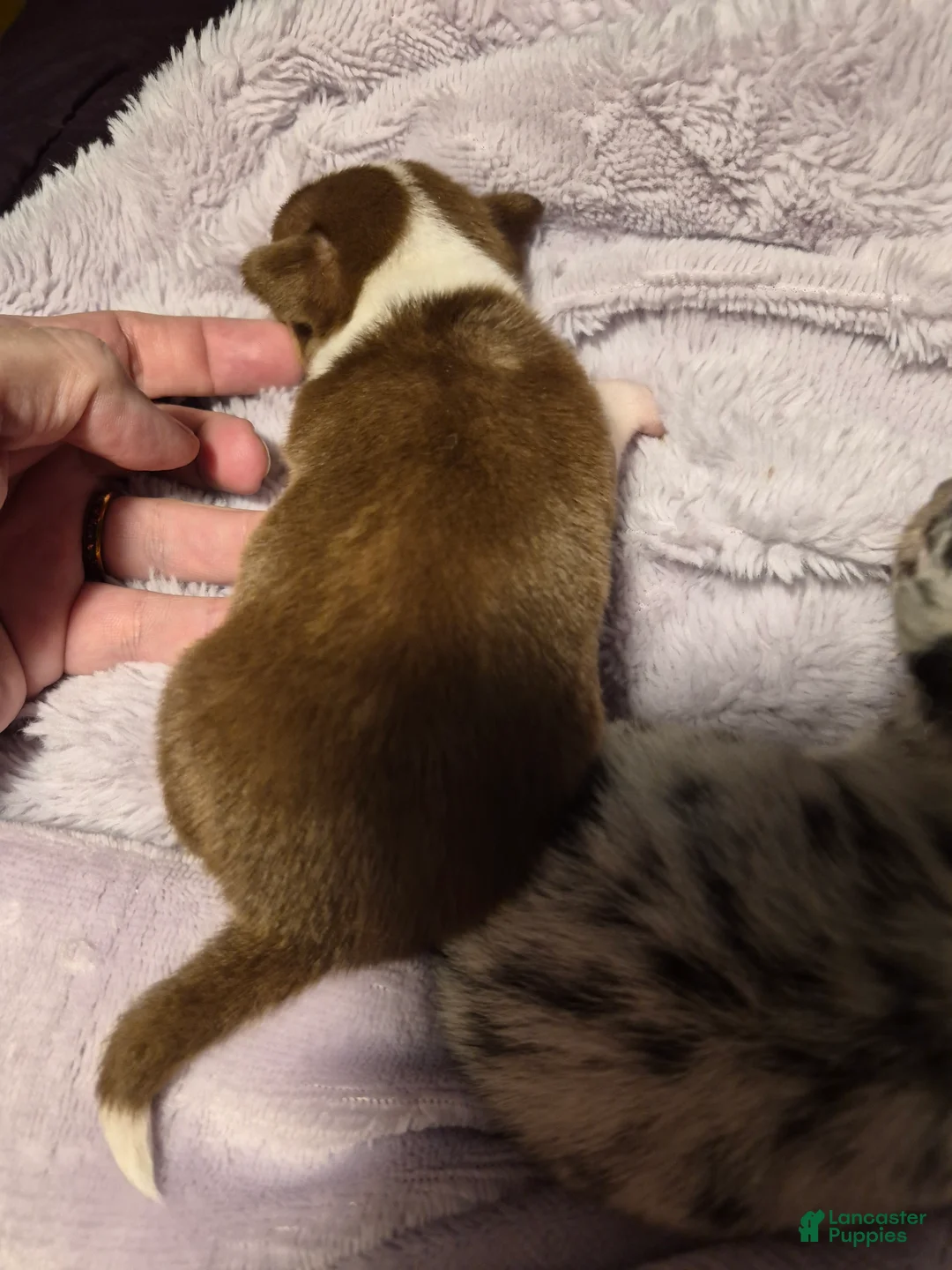 Chihuahua dogs for sale: Chihuahua 2 - Ad 2