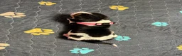 Basset Hound dogs for sale: Sofia- pink  - Ad 5