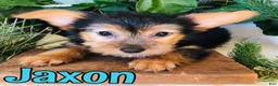 Yorkshire Terrier dogs for sale: Yorkshire Terrier 2 - Ad 3