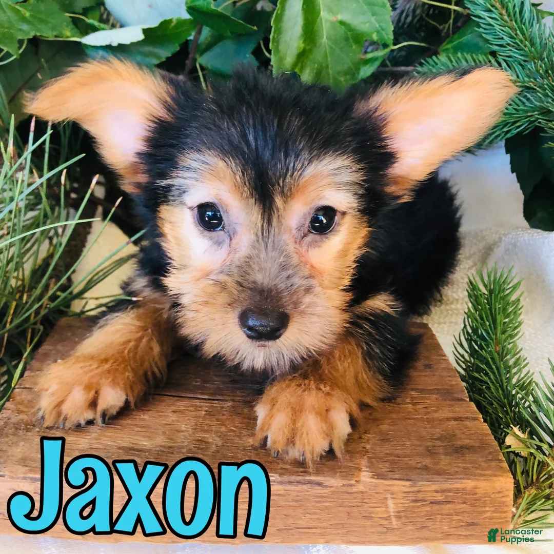 Yorkshire Terrier dogs for sale: Yorkshire Terrier 2 - Ad 3