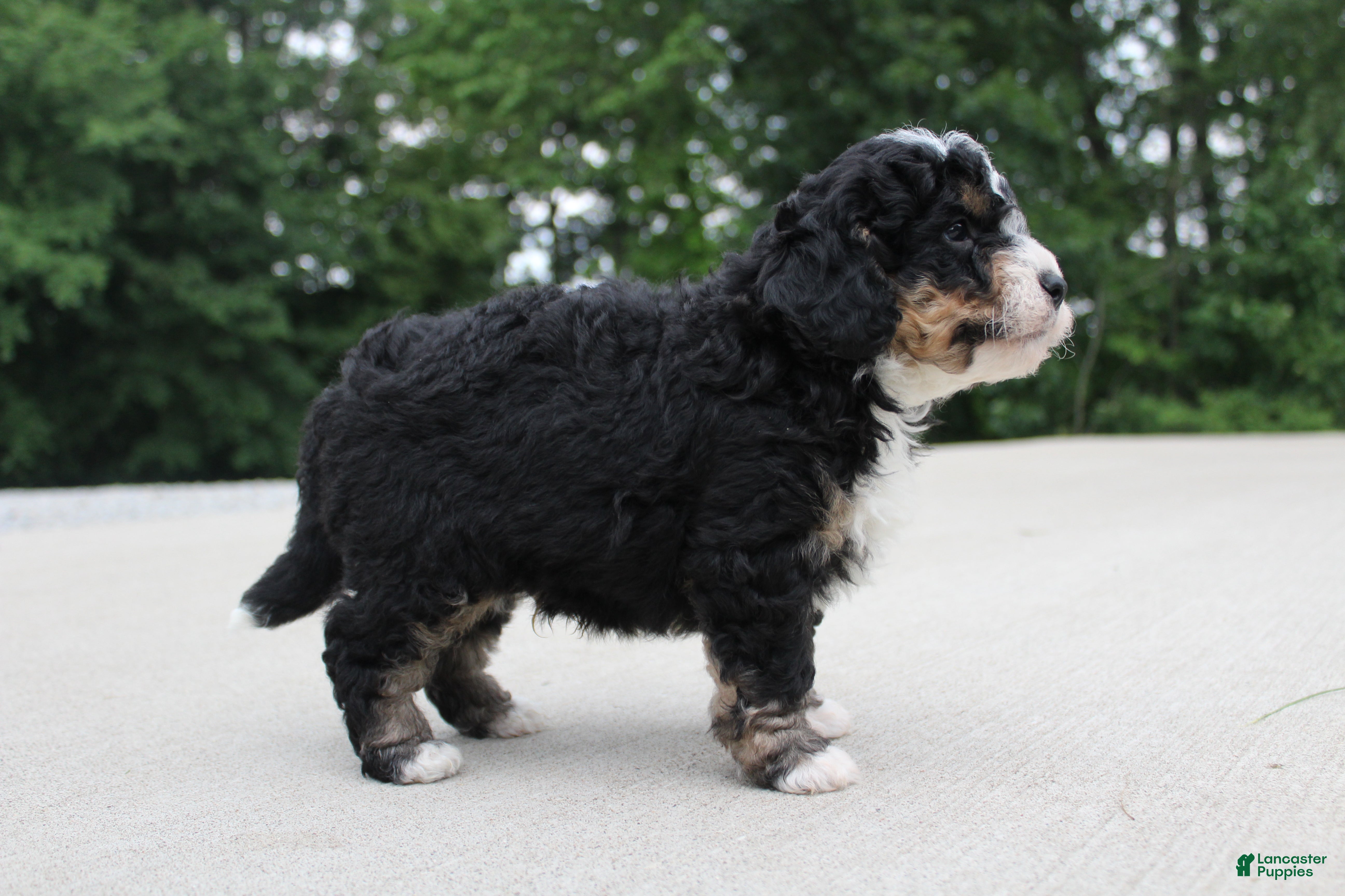 Mini Bernedoodle dogs for sale: BO - Ad 2