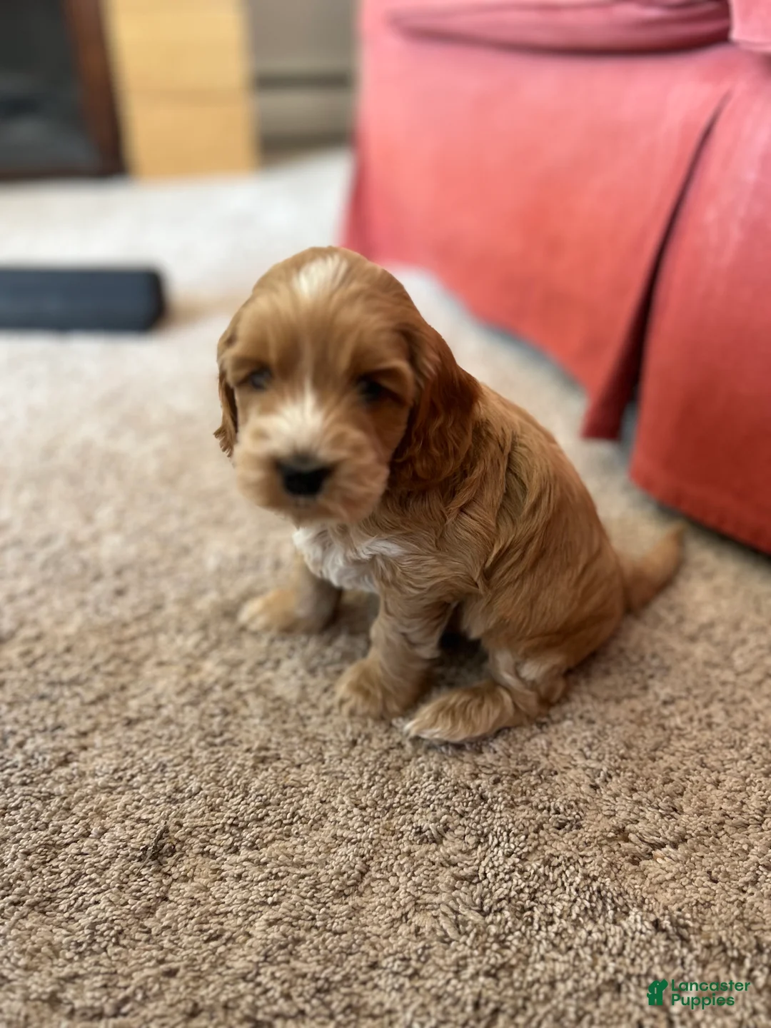 Cockapoo dogs for sale: Chip  - Ad 8