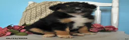 Miniature Australian Shepherd dogs for sale: Pearl - Ad 5