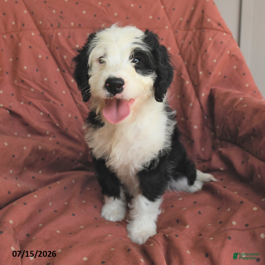Mini Bernedoodle dogs Glory - Ad 2