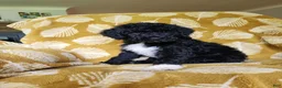 Mini Sheepadoodle dogs for sale: Stella - Ad 3