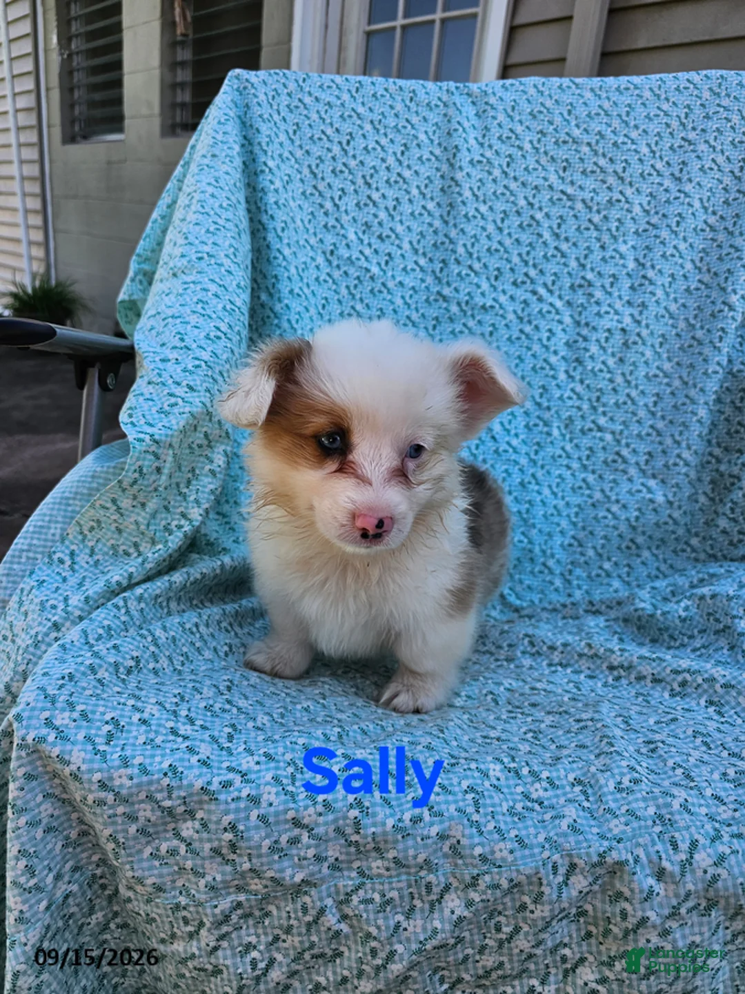 Welsh Corgi Pembroke dogs for sale: Sally - Ad 3