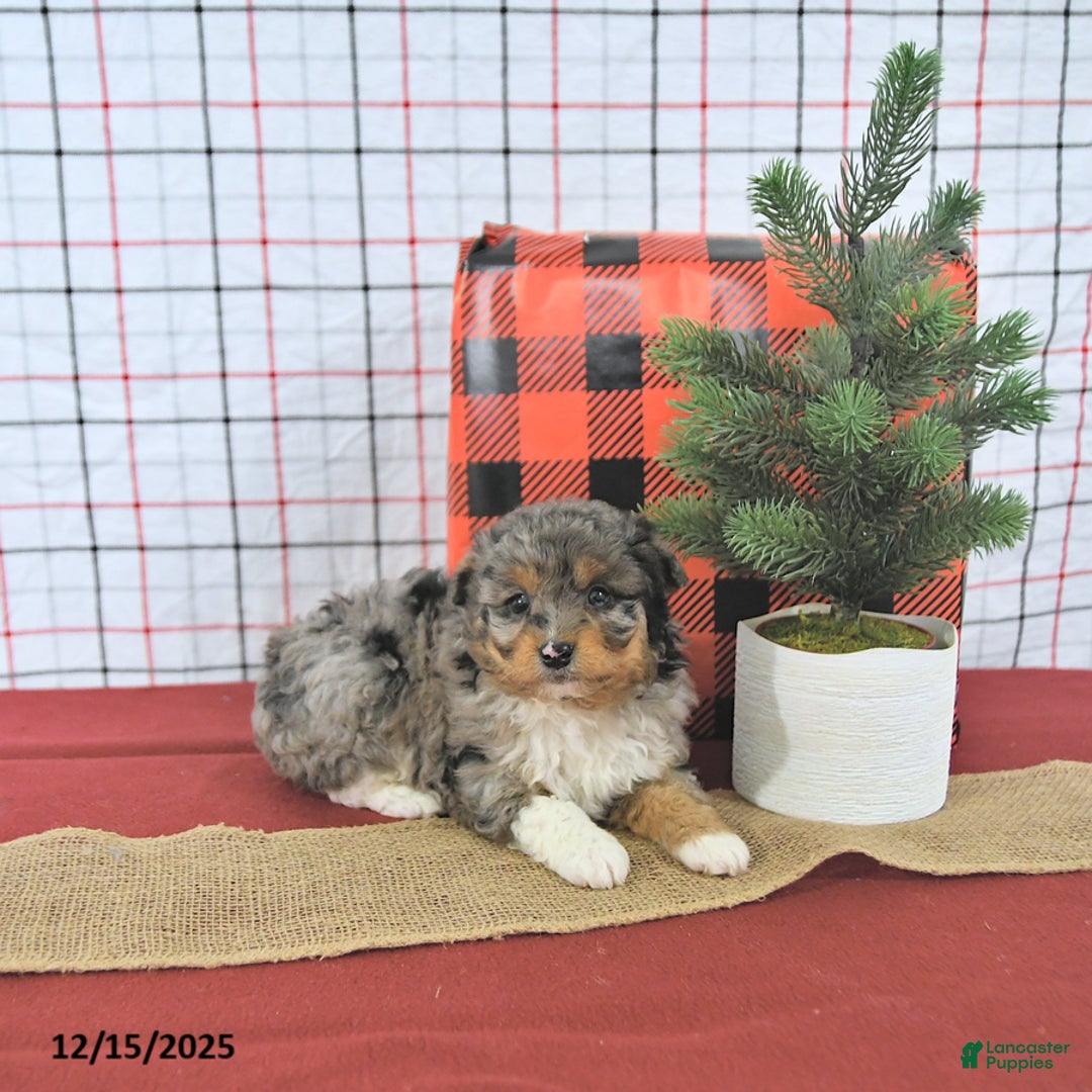 Mini Aussiedoodle dogs for sale: Angel EXTRA SMALL - Ad 4