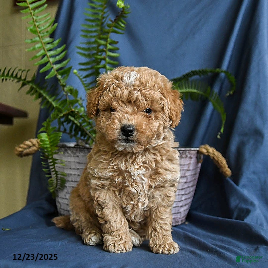 Maltipoo dogs for sale: Caramel - Ad 1