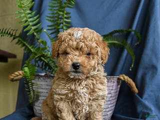 Maltipoo dogs Caramel - Ad 15