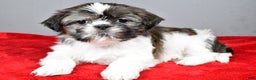 Shih Tzu dogs for sale: Holly - Ad 5