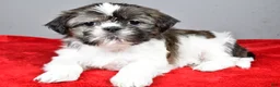 Shih Tzu dogs for sale: Holly - Ad 5