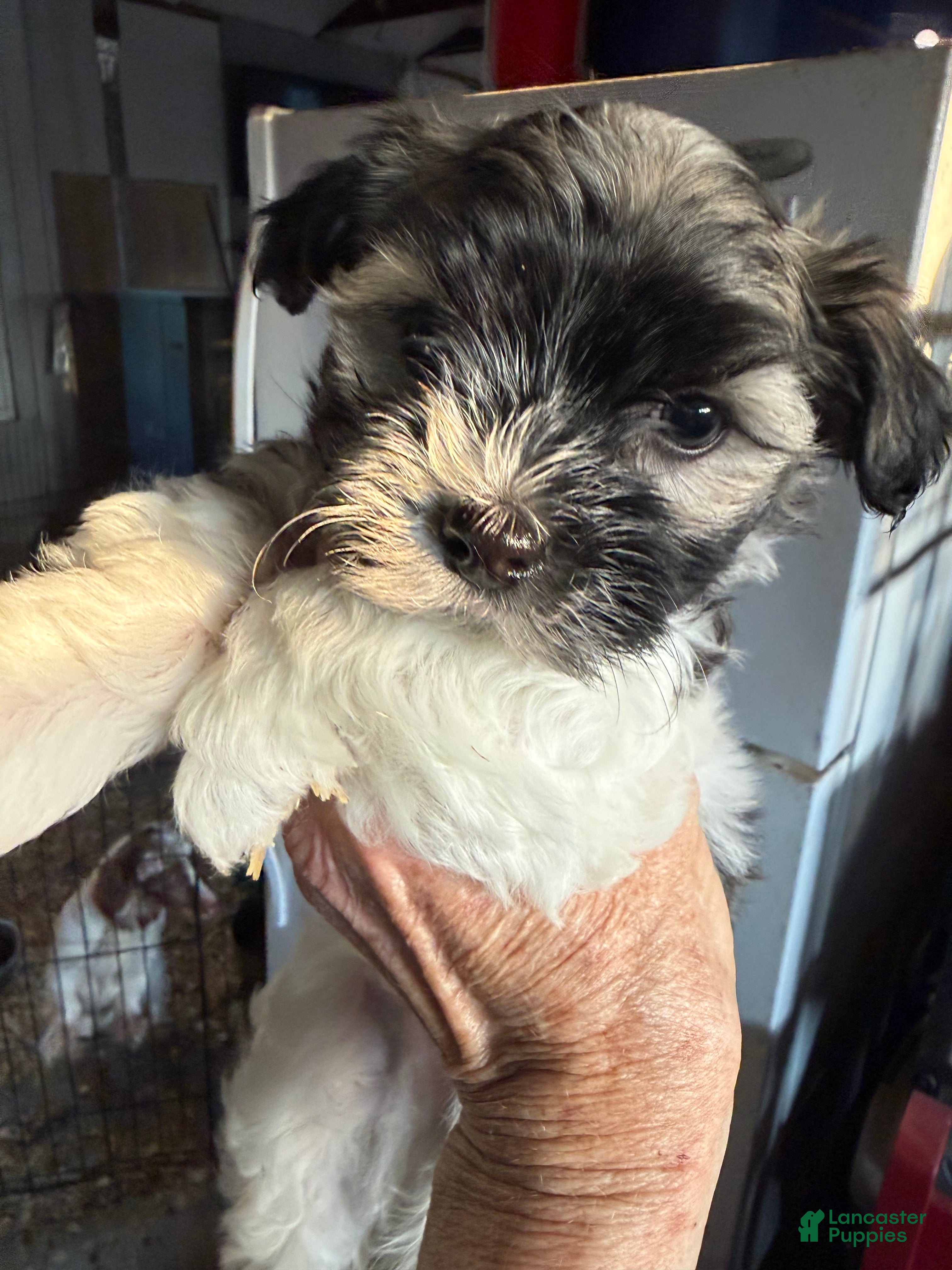 Havanese dogs Havanese Puppy 1 - Ad 16