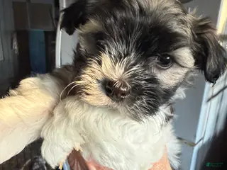 Havanese dogs Havanese Puppy 1 - Ad 16