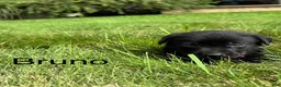Labrador Retriever dogs for sale: Bruno - Ad 9