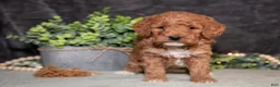 Miniature Poodle dogs for sale: Kaley - Ad 2