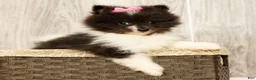 Pomeranian dogs for sale: Sapphire Princess - Ad 3