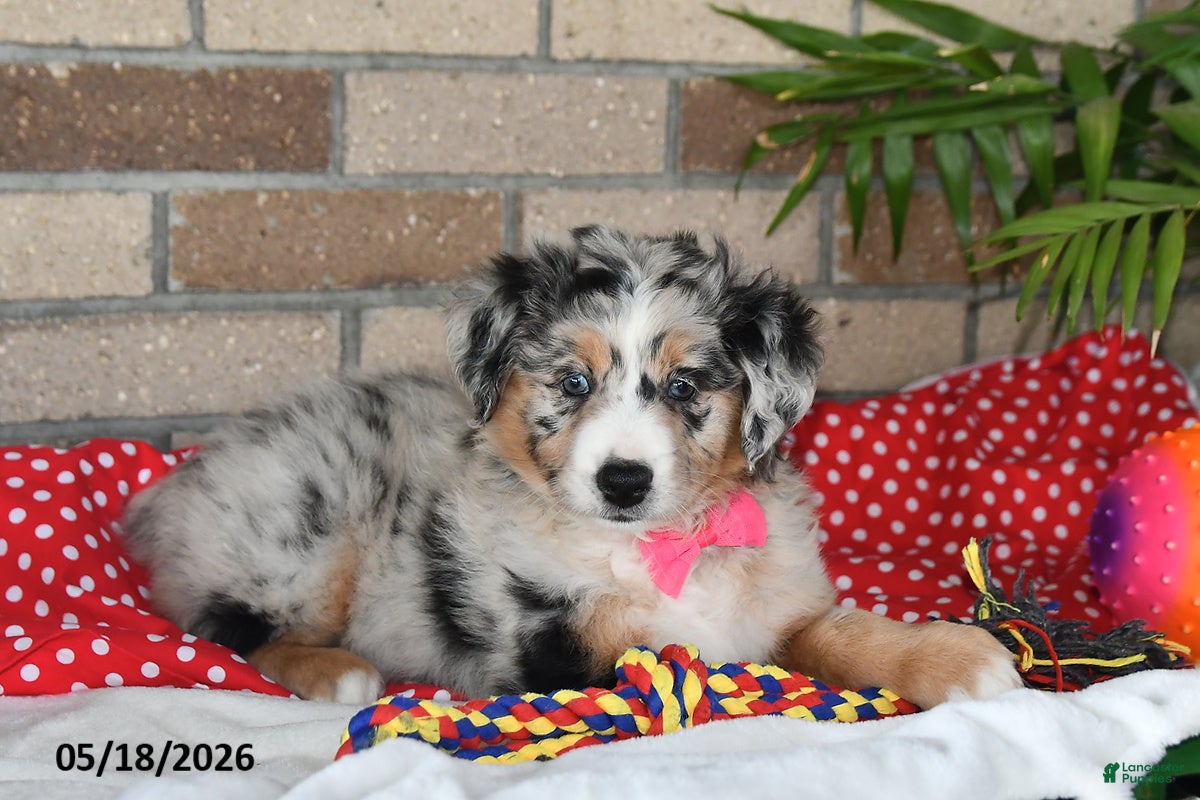 Australian Shepherd dogs Petunia - Ad 1