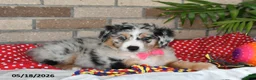 Australian Shepherd dogs for sale: Petunia - Ad 1
