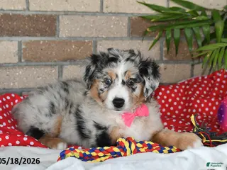 Australian Shepherd dogs for sale: Petunia - Ad 2
