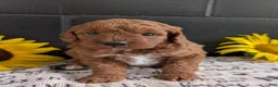 Mini Goldendoodle dogs for sale: Mini -Kandi - Ad 7