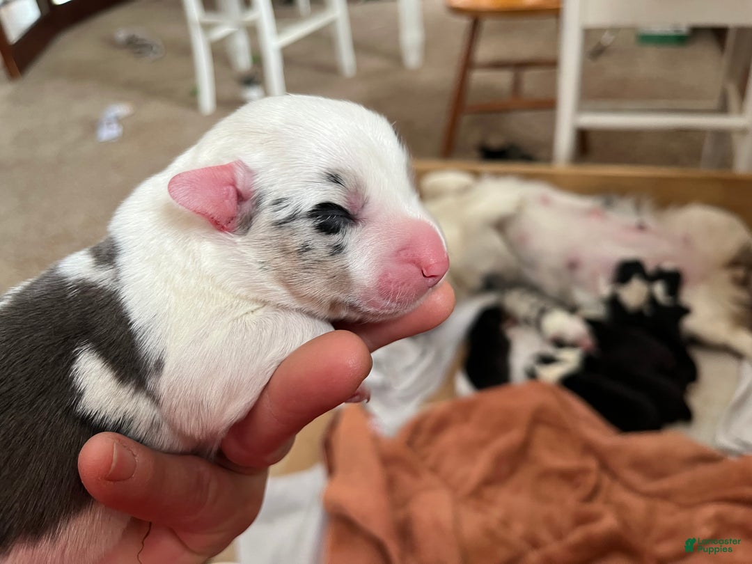 Welsh Corgi Cardigan dogs for sale: Welsh Corgi Cardigan Puppy 1: Biff - Ad 4