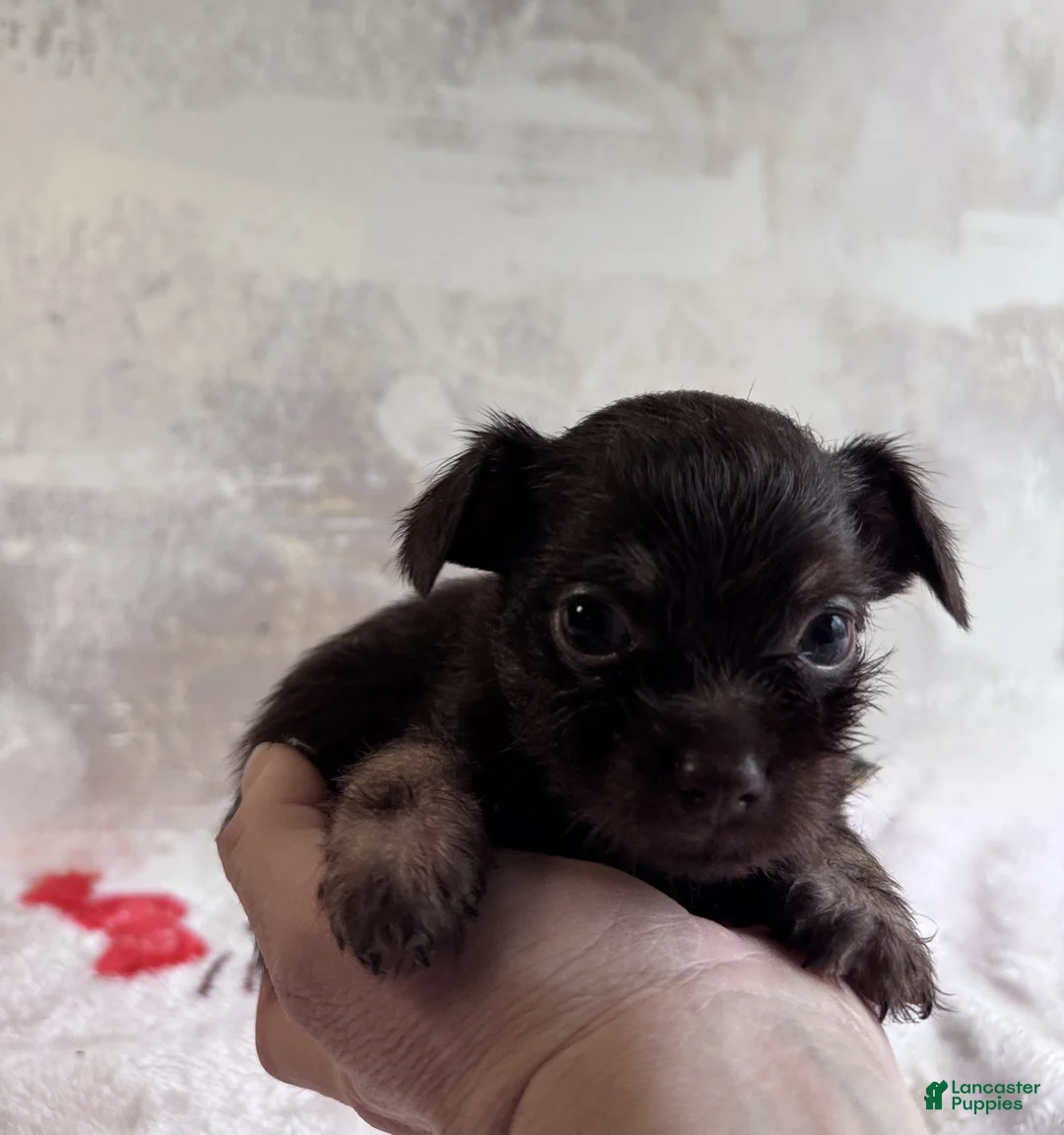 Mixed Breed dogs for sale: Artist  - Ad 1