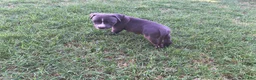 American Pit Bull Terrier dogs for sale: Pudge - Ad 2