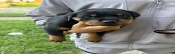 Rottweiler dogs for sale: Brooklyn  - Ad 3