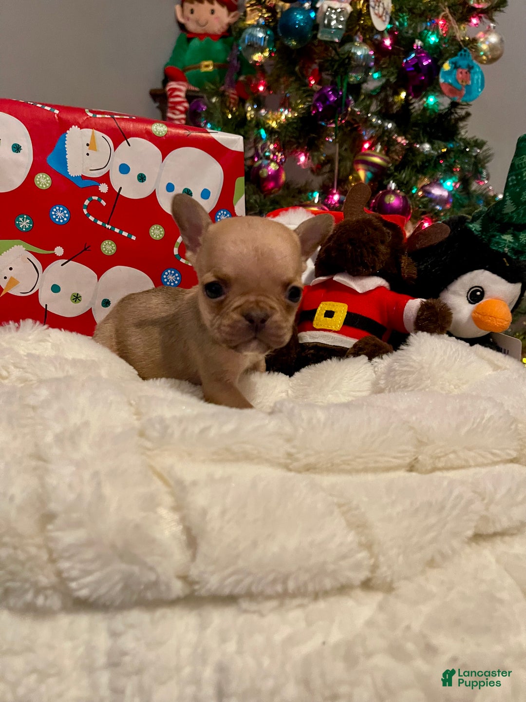 French Bulldog dogs for sale: Jellybean - Ad 1