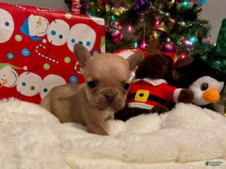 French Bulldog dogs Jellybean - Ad 4