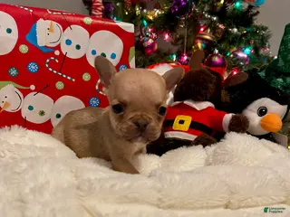 French Bulldog dogs Jellybean - Ad 5