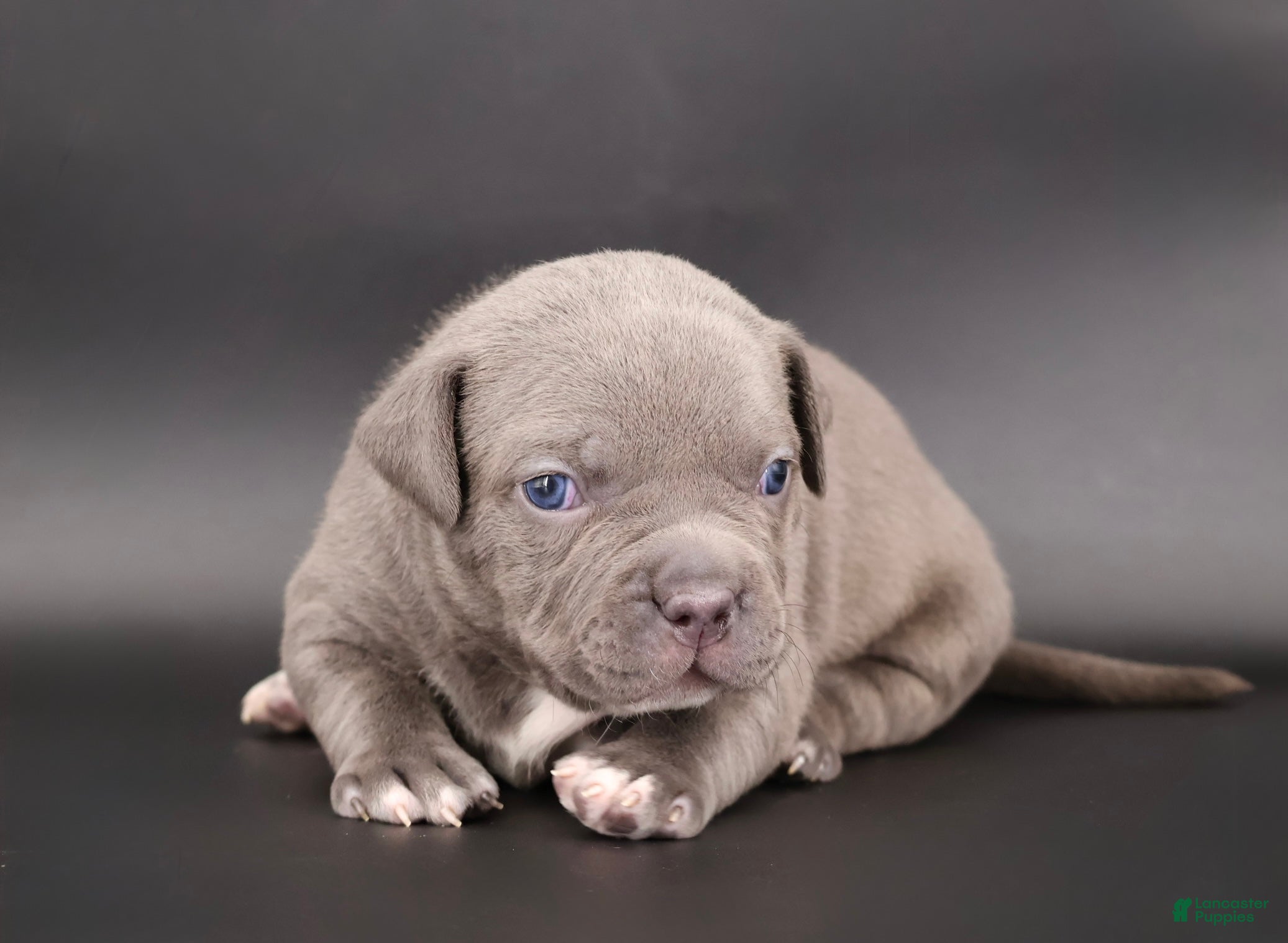 American Bully dogs Unity - Ad 33