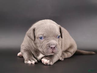 American Bully dogs Unity - Ad 33