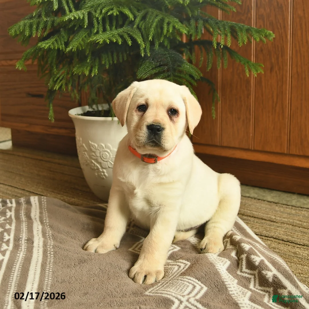 Labrador Retriever dogs for sale: Gage  - Ad 3