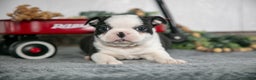 Boston Terrier dogs for sale: Lotus - Ad 1