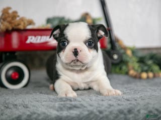 Boston Terrier dogs Lotus - Ad 13