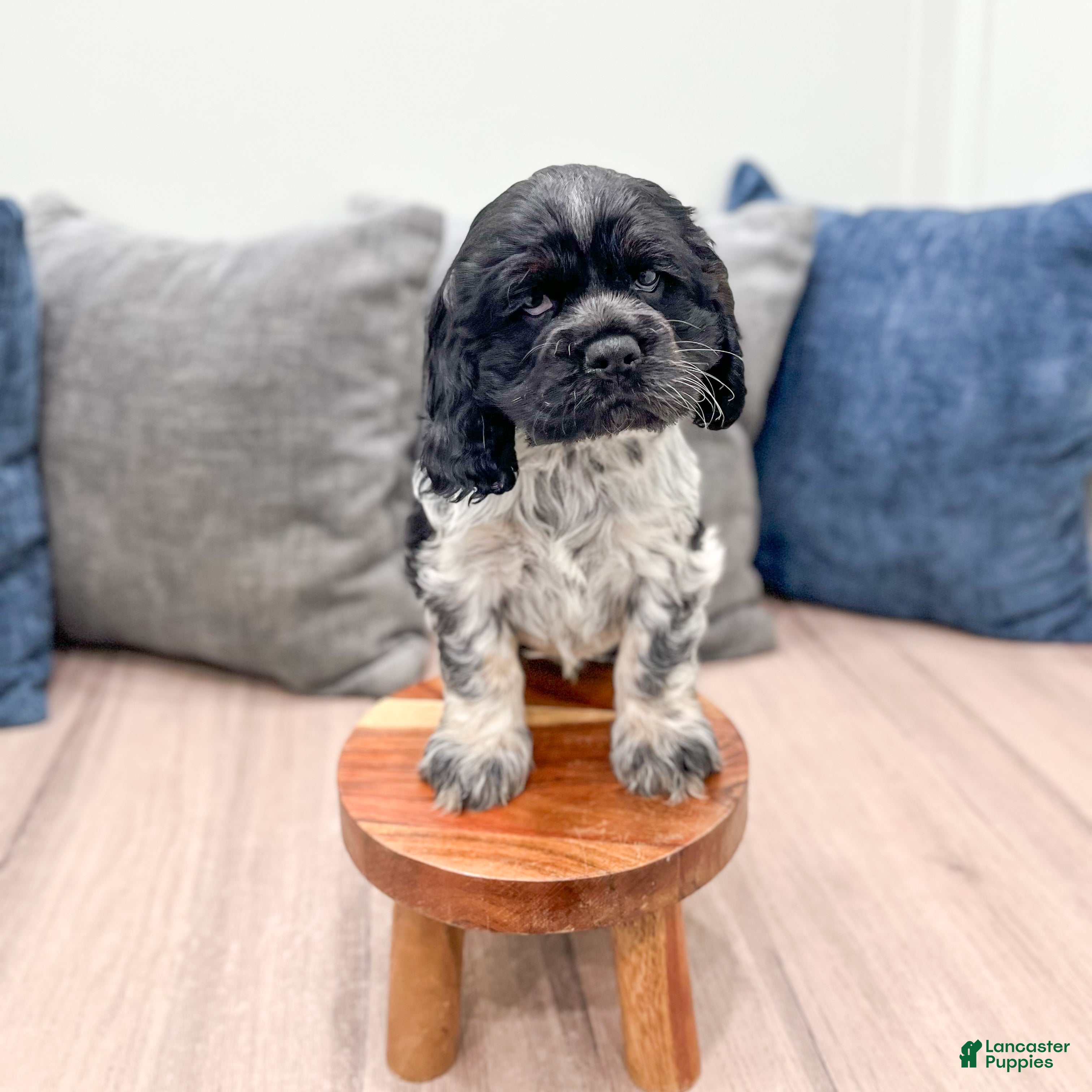 Cocker Spaniel dogs Dixon - Ad 2